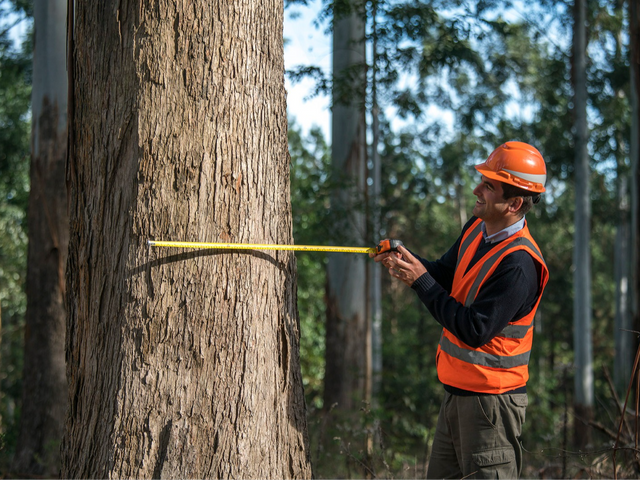 Red Grandis - The greenest wood product in the market