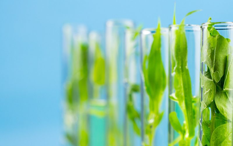 3d-printed-wood-grown-in-lab-mit-974633532-article