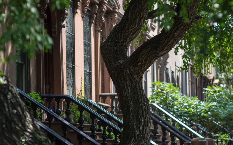 do-trees-grow-new-york-city-web