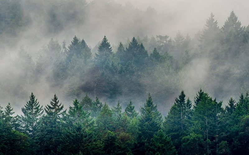 forest-wildfire-smoke-signals-bigger-issues-2