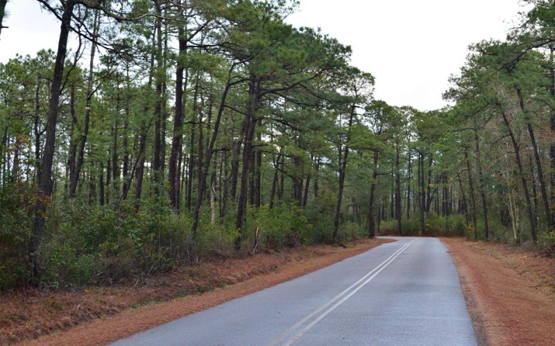 georgia-longleaf-pine-forests-returning-web