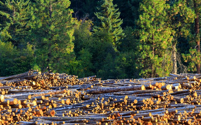 nafta-panel-agrees-canada-softwood-lumber-duties-web