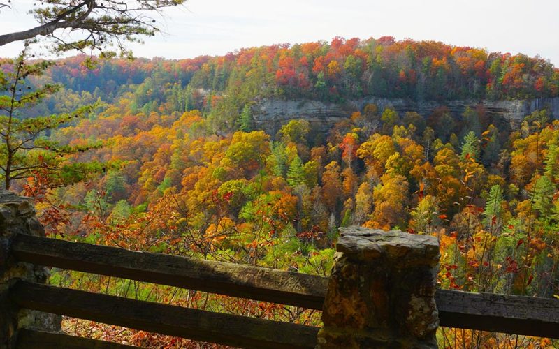 nearly-60-million-acres-opened-timber-production-web