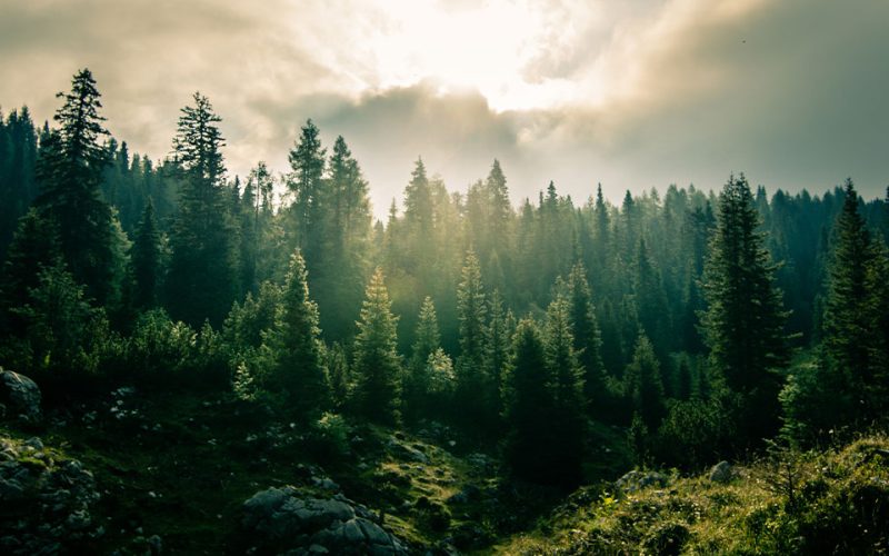 saving-trillion-trees-web