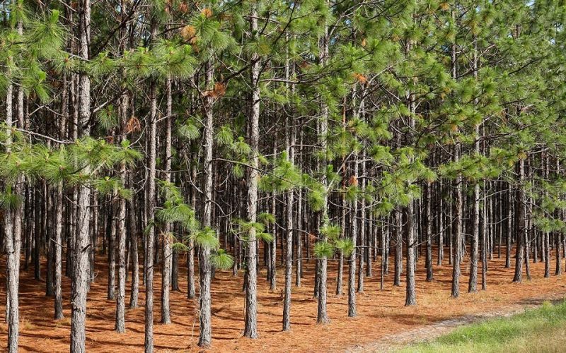 southern-pine-lumber-trading-starts-web