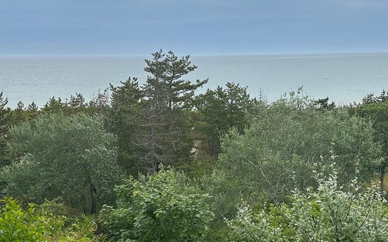 tale-of-million-dollar-trees-web