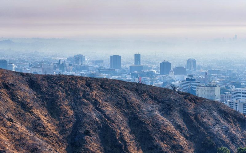 trees-la-fire-recycled-new-lumber-web